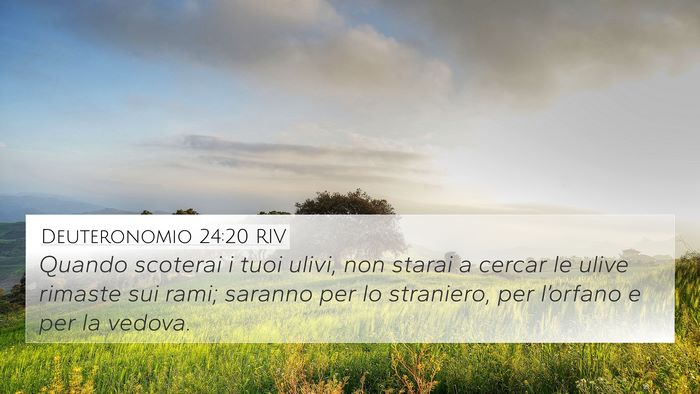 Deuteronomio 24:20 RIV 4K Wallpaper - Quando scoterai i tuoi ulivi, non starai a cercar - 4K Wallpaper Bible Verse