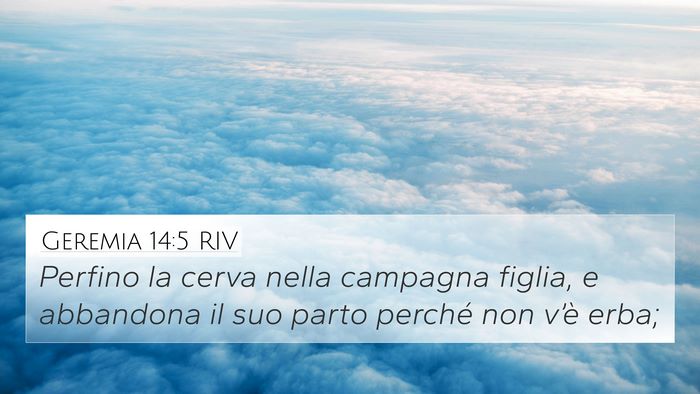 Geremia 14:5 RIV 4K Wallpaper - Perfino la cerva nella campagna figlia, e - 4K Wallpaper Bible Verse