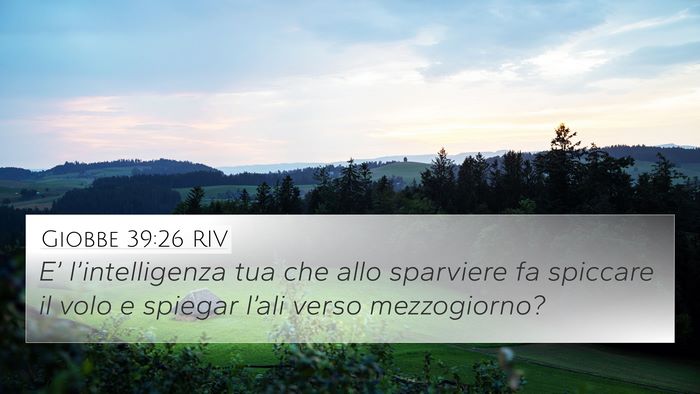 Giobbe 39:26 RIV Bible Verse Image