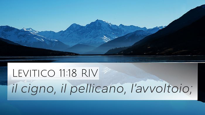 Levitico 11:18 RIV 4K Wallpaper - il cigno, il pellicano, - 4K Wallpaper Bible Verse