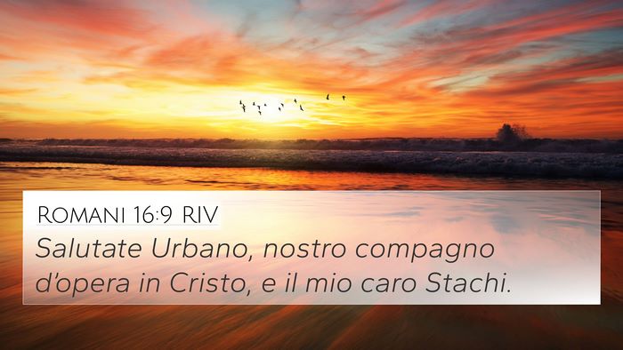 Romani 16:9 RIV Bible Verse Image