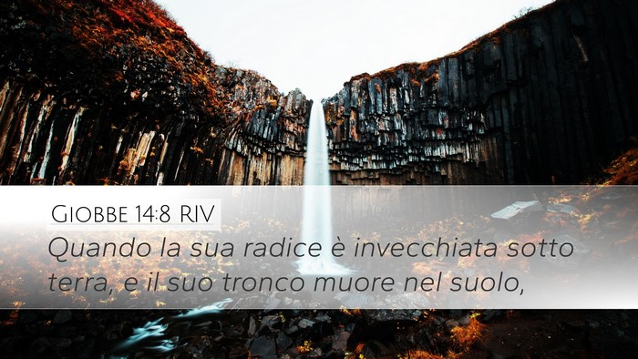 Giobbe 14:8 RIV Desktop Wallpaper - Quando la sua radice è invecchiata sotto terra, - Desktop Bible Verse Wallpaper