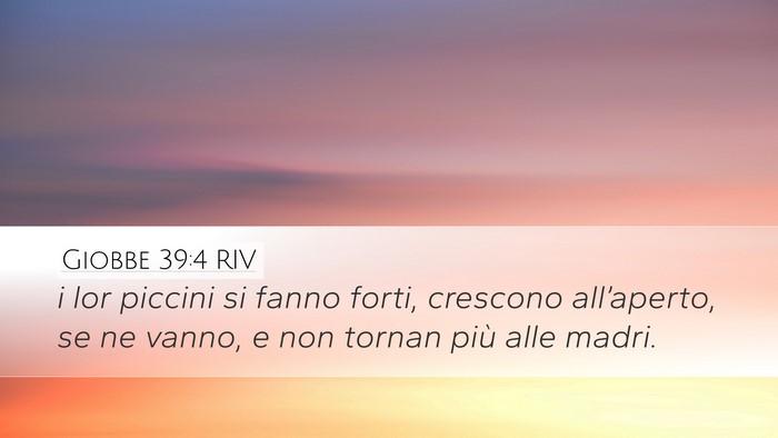 Giobbe 39:4 RIV Bible Verse Image