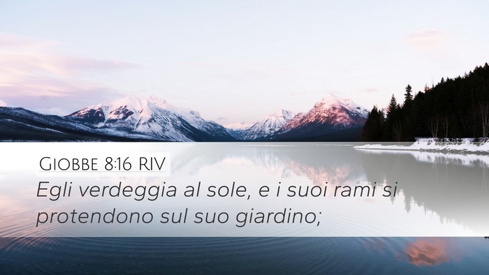Giobbe 8:16 RIV Bible Verse Image