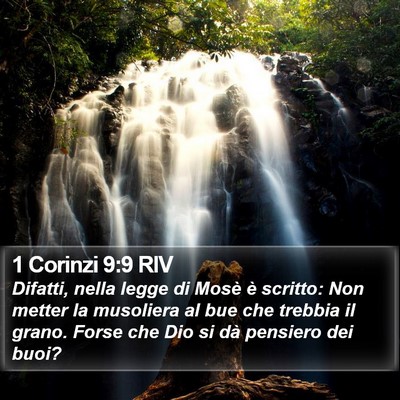 1 Corinzi 9:9 RIV Bible Verse Image
