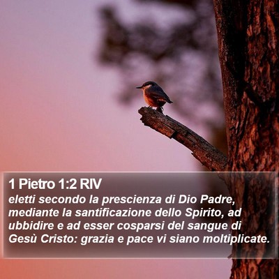 1 Pietro 1:2 RIV Bible Verse Image