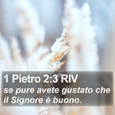 1 Pietro 2:3 RIV Bible Verse Image