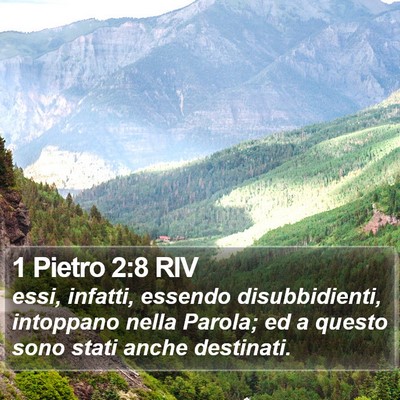1 Pietro 2:8 RIV Bible Verse Image