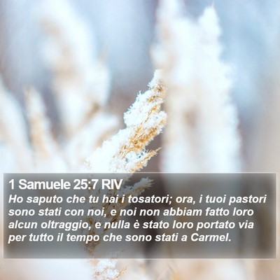 1 Samuele 25:7 RIV Bible Verse Image