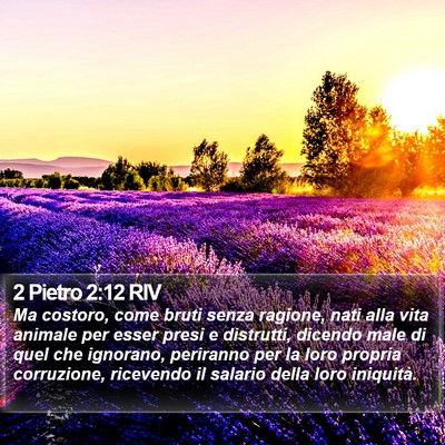 2 Pietro 2:12 RIV Bible Verse Image