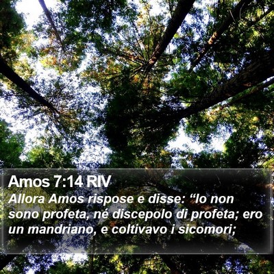 Amos 7:14 RIV Bible Verse Image