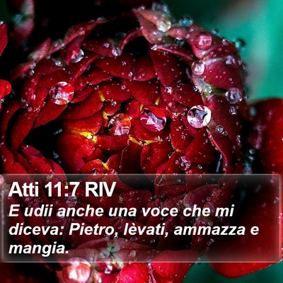 Atti 11:7 RIV Bible Verse Image