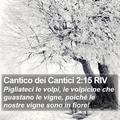 Cantico dei Cantici 2:15 RIV Bible Verse Image