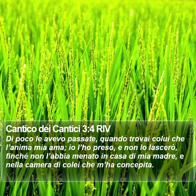 Cantico dei Cantici 3:4 RIV Bible Verse Image