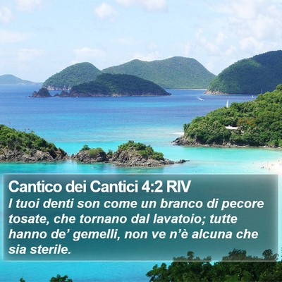 Cantico dei Cantici 4:2 RIV Bible Verse Image