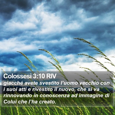 Colossesi 3:10 RIV Bible Verse Image