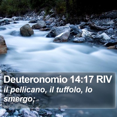 Deuteronomio 14:17 RIV Bible Verse Image