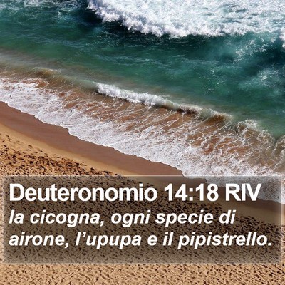 Deuteronomio 14:18 RIV Bible Verse Image