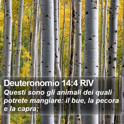 Deuteronomio 14:4 RIV Bible Verse Image