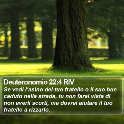 Deuteronomio 22:4 RIV Bible Verse Image