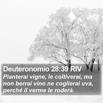 Deuteronomio 28:39 RIV Bible Verse Image