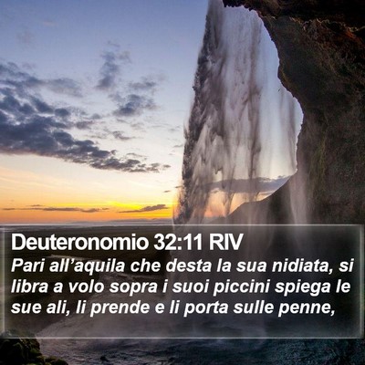 Deuteronomio 32:11 RIV Bible Verse Image