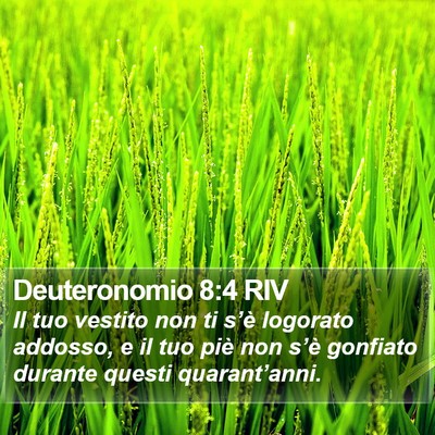 Deuteronomio 8:4 RIV Bible Verse Image