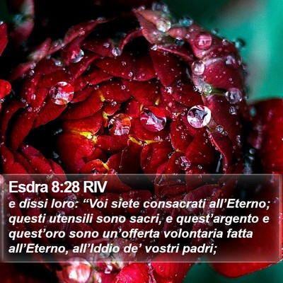 Esdra 8:28 RIV Bible Verse Image