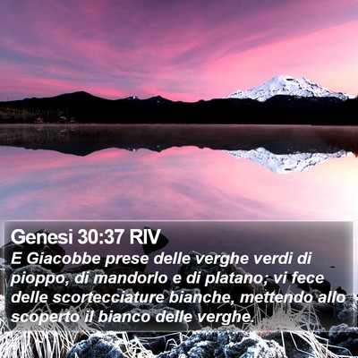 Genesi 30:37 RIV Bible Verse Image