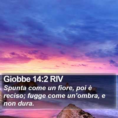Giobbe 14:2 RIV Bible Verse Image