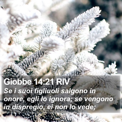Giobbe 14:21 RIV Bible Verse Image