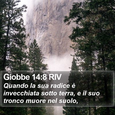 Giobbe 14:8 RIV Bible Verse Image