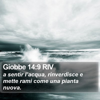 Giobbe 14:9 RIV Bible Verse Image