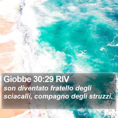 Giobbe 30:29 RIV Bible Verse Image