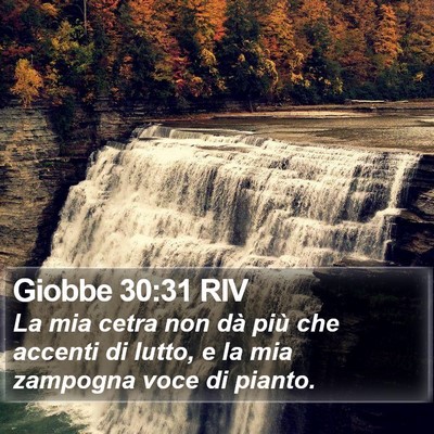 Giobbe 30:31 RIV Bible Verse Image