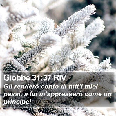 Giobbe 31:37 RIV Bible Verse Image