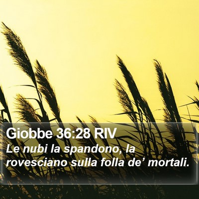 Giobbe 36:28 RIV Bible Verse Image
