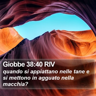 Giobbe 38:40 RIV Bible Verse Image