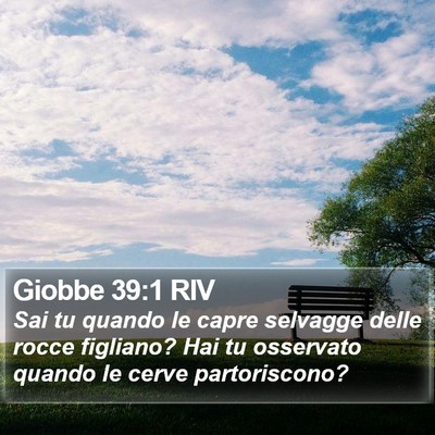 Giobbe 39:1 RIV Bible Verse Image