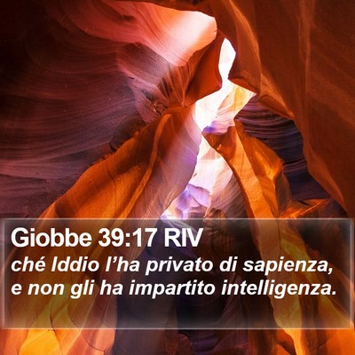 Giobbe 39:17 RIV Bible Verse Image