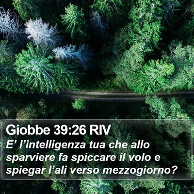 Giobbe 39:26 RIV Bible Verse Image