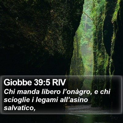 Giobbe 39:5 RIV Bible Verse Image