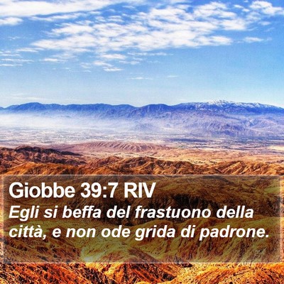 Giobbe 39:7 RIV Bible Verse Image