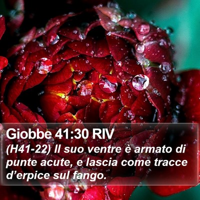 Giobbe 41:30 RIV Bible Verse Image