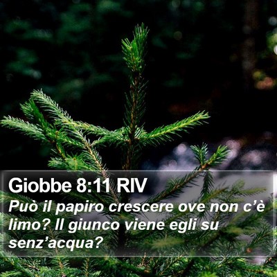 Giobbe 8:11 RIV Bible Verse Image