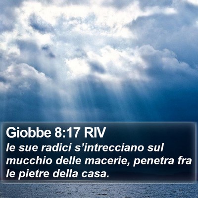 Giobbe 8:17 RIV Bible Verse Image