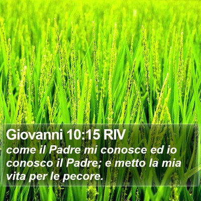 Giovanni 10:15 RIV Bible Verse Image