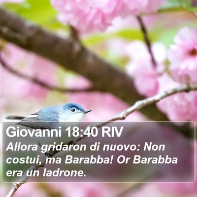 Giovanni 18:40 RIV Bible Verse Image