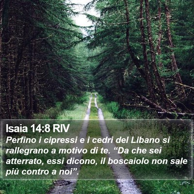 Isaia 14:8 RIV Bible Verse Image