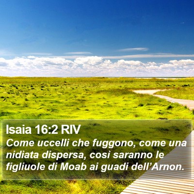 Isaia 16:2 RIV Bible Verse Image